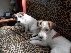 Harige hondjes Lizzy en Askur